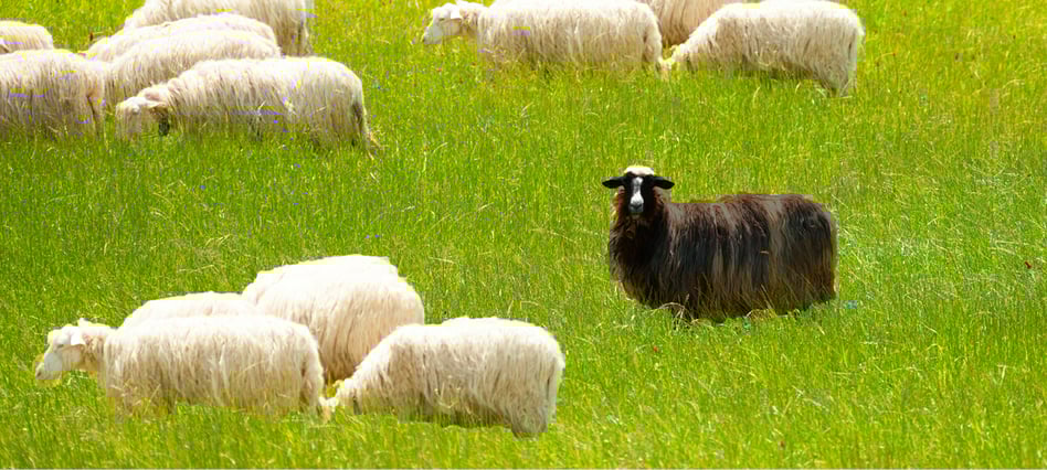 White Paper: Avoiding Herd Mentality - Sourcing Quality Innovation Beyond The VC Hot Zones